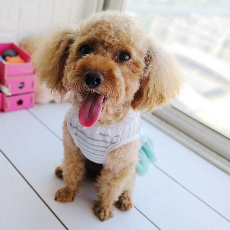 Cheap On Sale Pet Dress For Do - огляд і ціна Baby Products On Sale